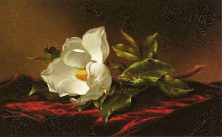 Martin Johnson Heade Magnolia f Germany oil painting art